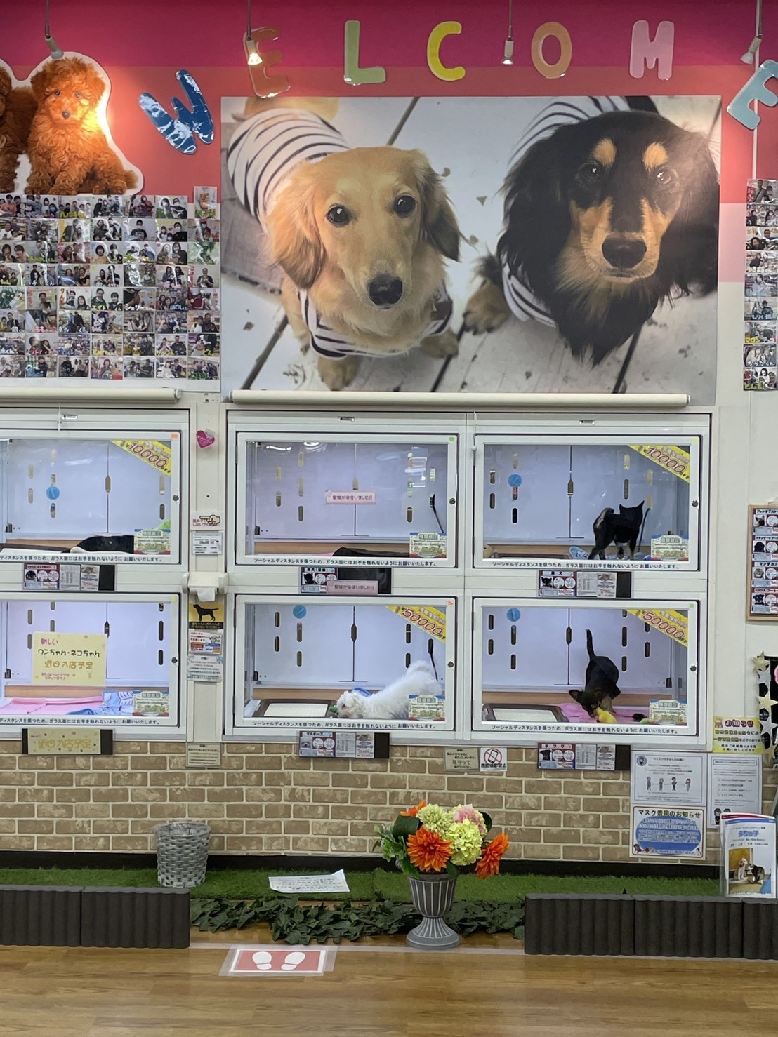 コーナン府中四谷店の店舗情報 東京都 府中市